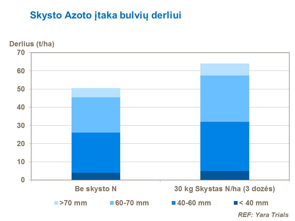 Kadangi apie 60 % viso azoto (N) yra įsisavinama prieš gumbų užsimezgimą, pagal standartinę tręšimo biriomis trąšomis per šaknis programą, 2/3 viso N gali būti sunaudoti sodinimo metu, o likęs 1/3 – formuojantis gumbams arba per keletą kartų, tręšiant per lapus, purškiant kartu su apsaugos priemonėmis nuo amarų.
