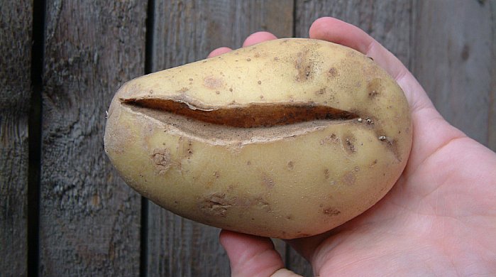 Dėl perlaistymo gumbai gali supleišėti