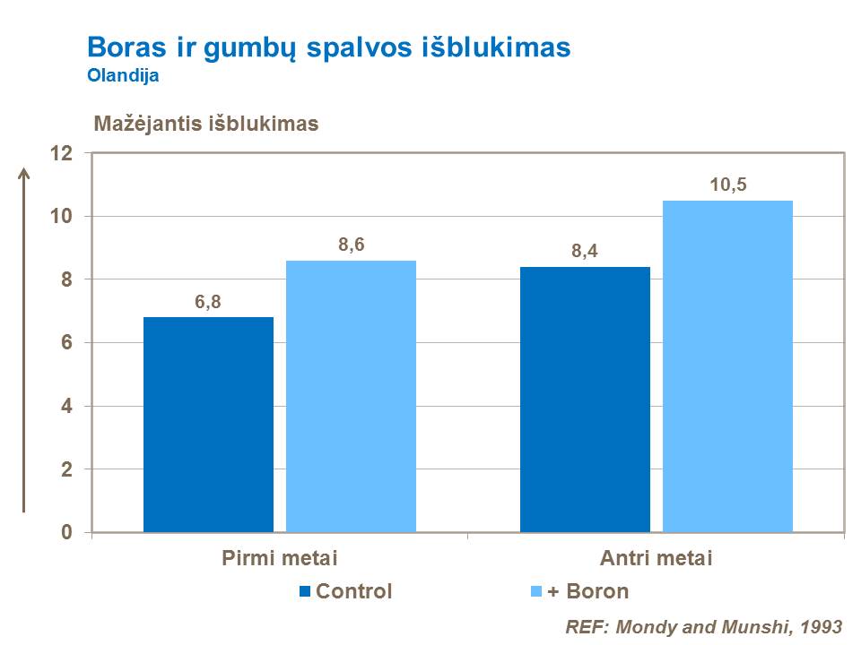 Bandymų, atliktų Olandijoje, rezultatai rodo boro įtaką fermentinio gumbo spalvos išblukimo sumažinimui (2 metų laikotarpiu).