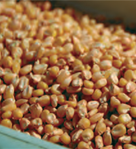 Rezultatai, kai sėklos apdorotos YaraVita Teprosyn produktais