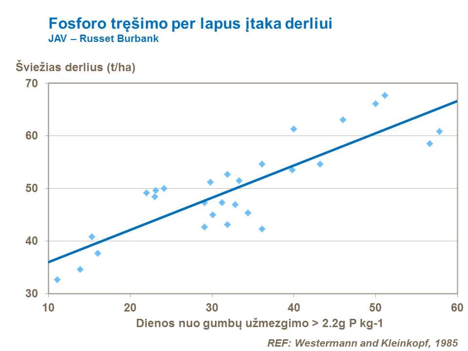 Pakankamai tręšiant pasėlius fosforu gumbų užsimezgimo pradžioje, užtikrinamas optimalus gumbų skaičiaus susiformavimas. Nors bulvės labai jautriai reaguoja, kai dirva fosforinėmis trąšomis patręšiama šviežiai, ekonominiu požiūriu, optimalią trąšų normą nustatyti yra labai sunku. Tręšimo normos priklauso nuo dirvožemio tipo ir dirvos tyrimo rezultatų. Iliustracijoje pavaizduota fosforo įtaka Desiree veislės bulvių derlingumui, Velsas.